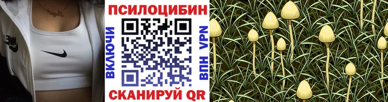 Галлюциногенные грибы Psilocybine cubensis Бологое